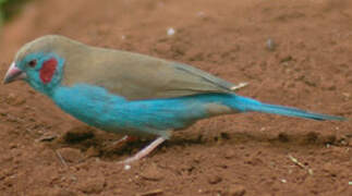 Red-cheeked Cordon-bleu