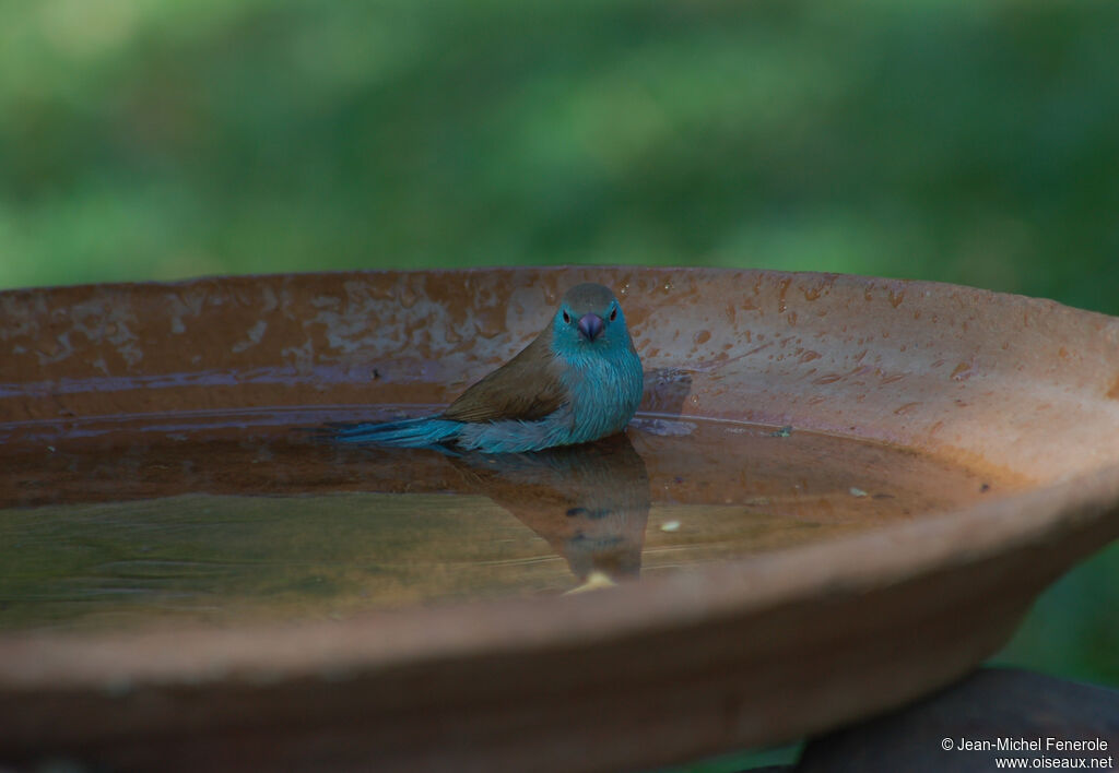 Blue Waxbill