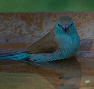 Blue Waxbill