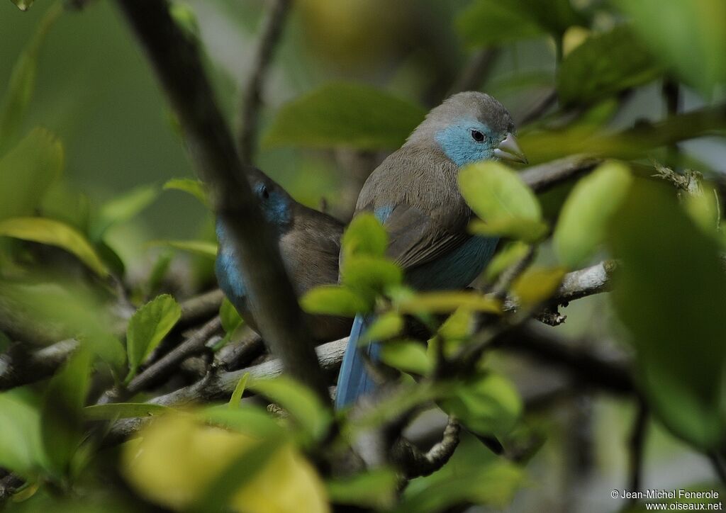 Cordonbleu de l'Angola