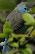 Blue Waxbill