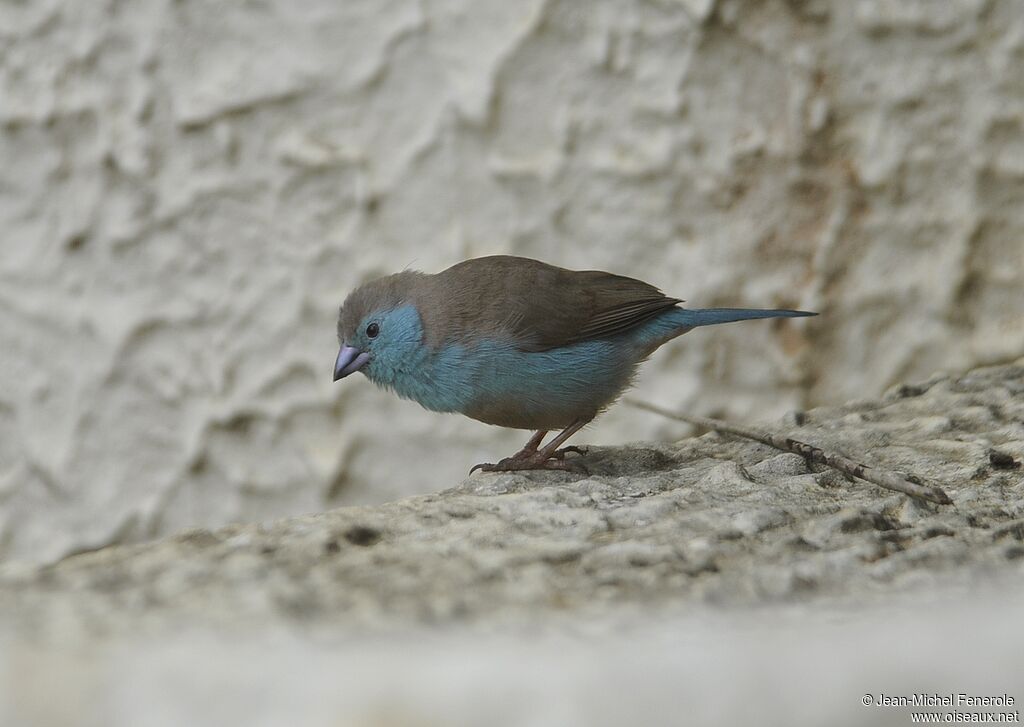 Cordonbleu de l'Angola