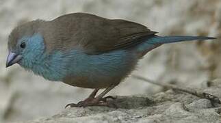 Blue Waxbill