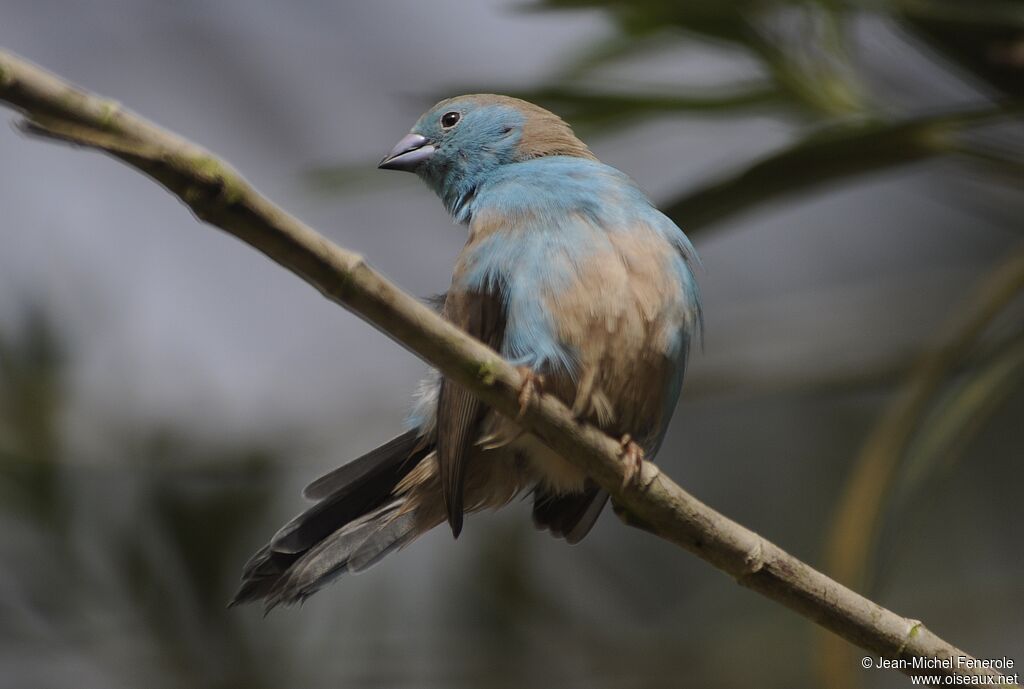 Cordonbleu de l'Angola