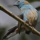 Cordonbleu de l'Angola