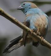 Blue Waxbill