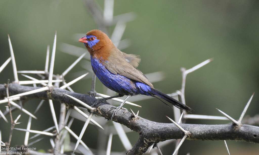 Purple Grenadier male adult breeding, identification