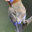 Cordonbleu violacé