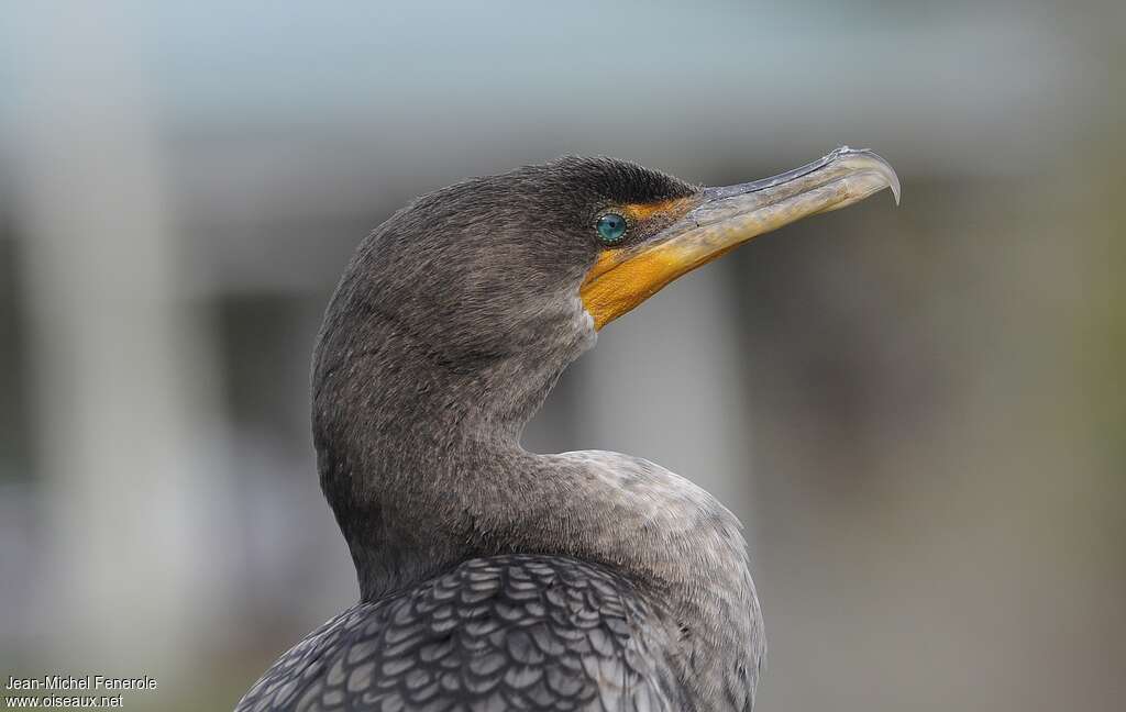 Double-crested Cormorantimmature, close-up portrait