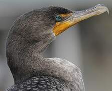 Cormoran à aigrettes