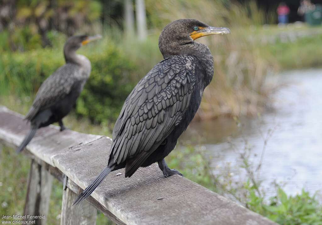 Cormoran à aigrettesadulte internuptial, identification