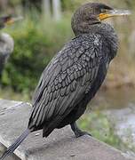 Double-crested Cormorant