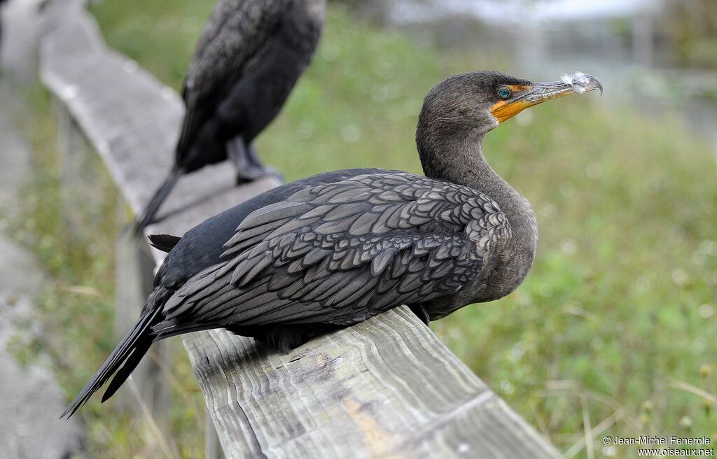 Cormoran à aigrettes