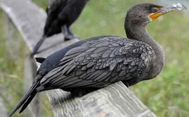 Cormoran à aigrettes