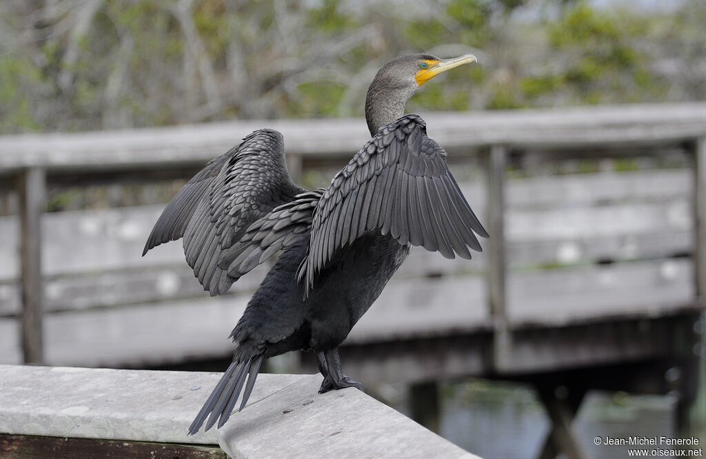 Cormoran à aigrettes