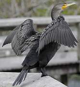 Double-crested Cormorant