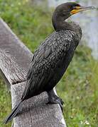 Double-crested Cormorant