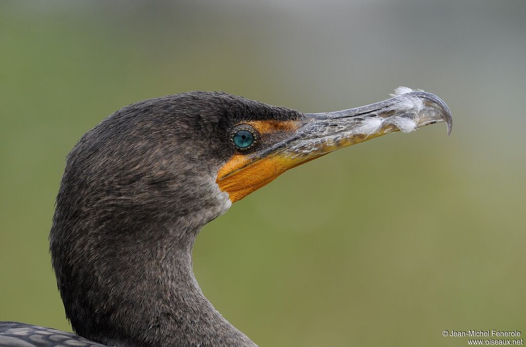 Double-crested Cormorant