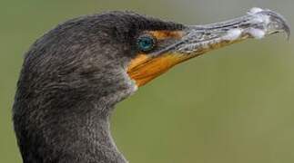 Cormoran à aigrettes