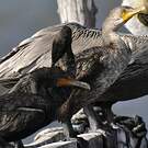Cormoran à aigrettes