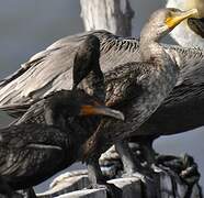 Double-crested Cormorant