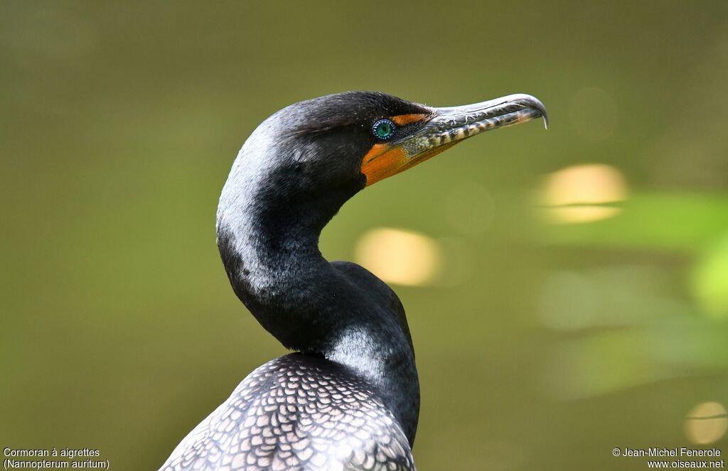 Cormoran à aigrettes