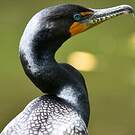 Cormoran à aigrettes