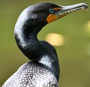 Cormoran à aigrettes