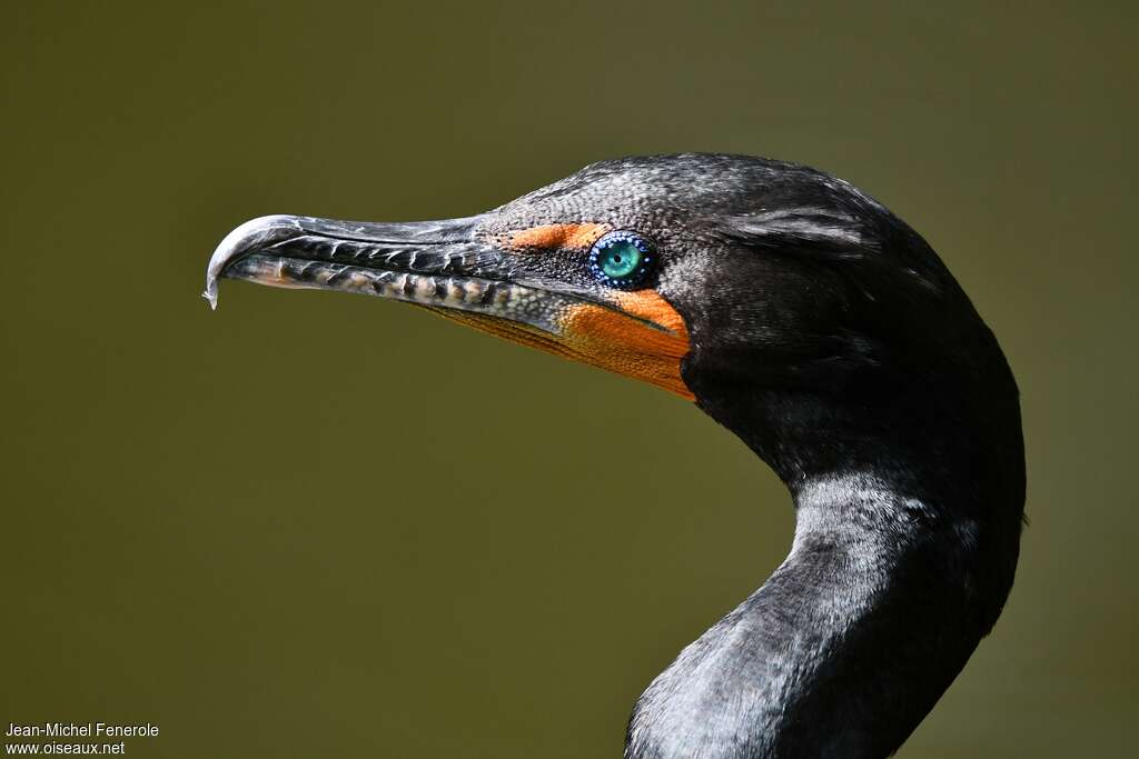 Double-crested Cormorantadult breeding, close-up portrait