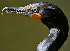 Double-crested Cormorant