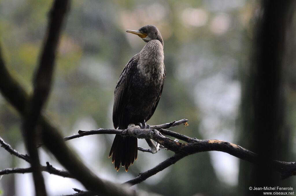 Cormoran à cou brunimmature