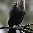 Cormoran à cou brun
