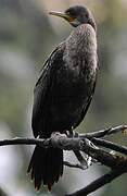 Indian Cormorant