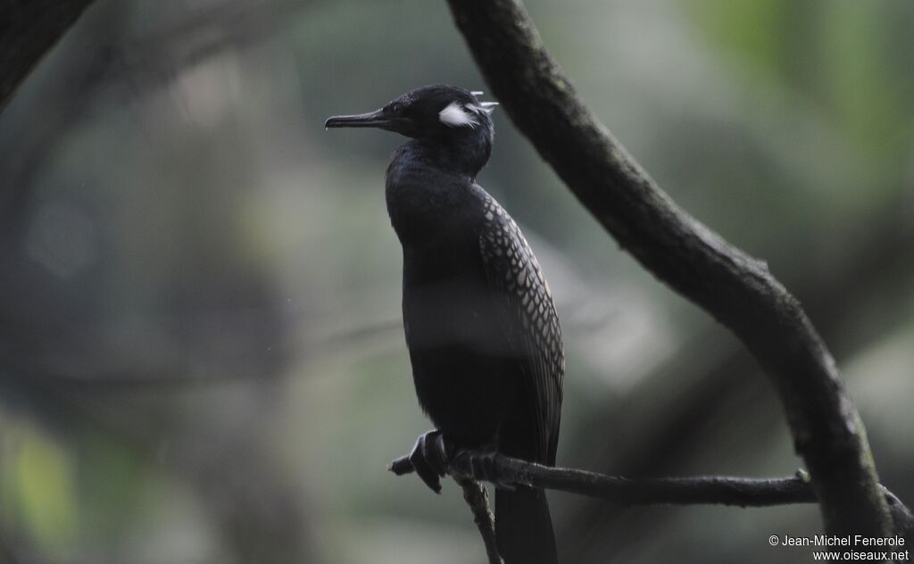 Indian Cormorantadult breeding