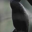 Cormoran à cou brun