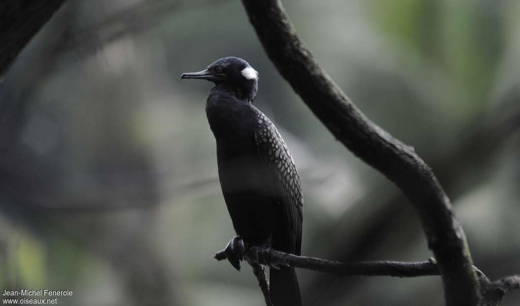 Indian Cormorantadult breeding, pigmentation