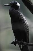 Indian Cormorant