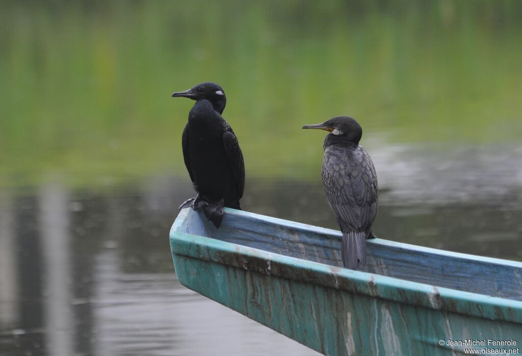 Cormoran à cou brun