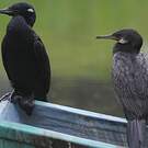 Cormoran à cou brun