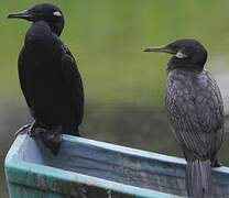 Cormoran à cou brun