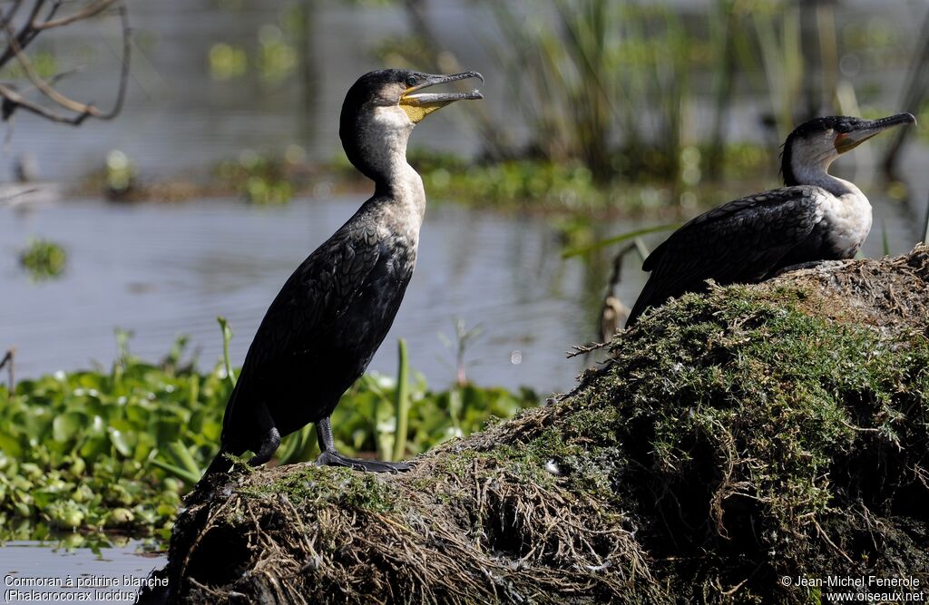 White-breasted Cormorant