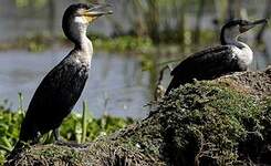 Cormoran à poitrine blanche