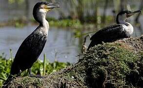 Cormoran à poitrine blanche