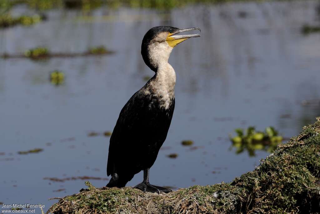 Cormoran à poitrine blancheadulte internuptial, identification