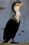 Cormoran à poitrine blanche