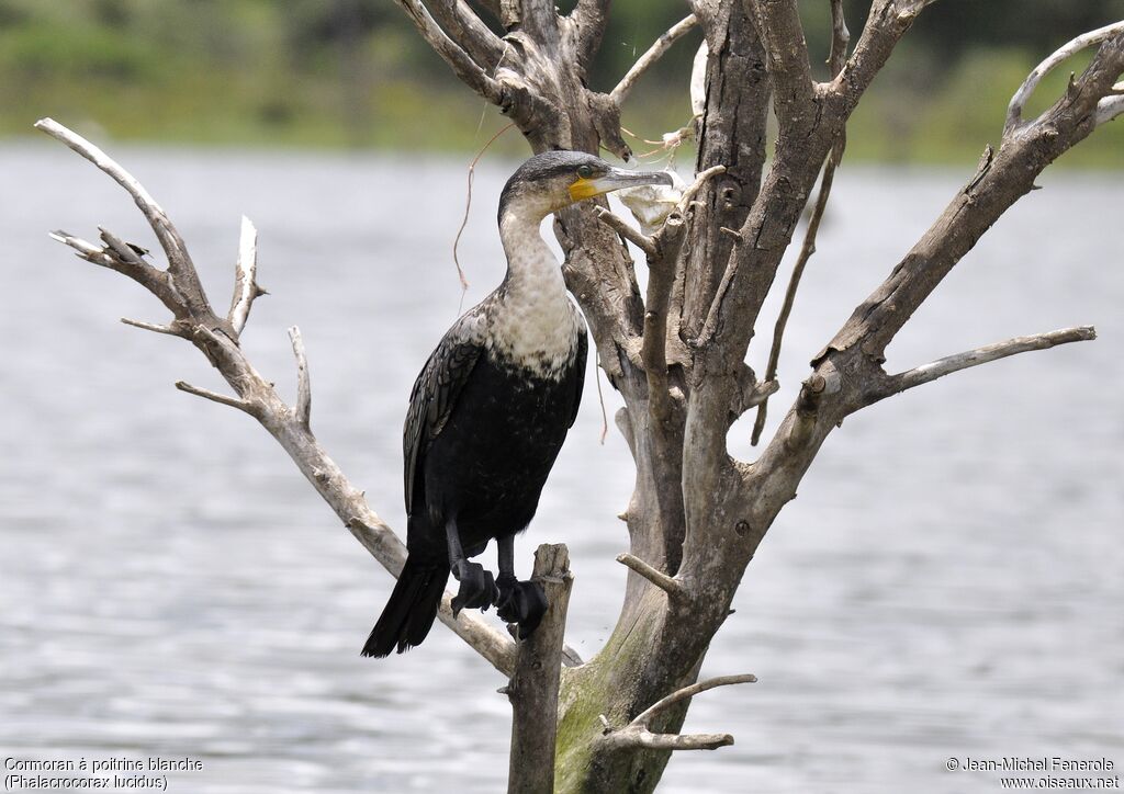 Cormoran à poitrine blanche