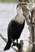 Cormoran à poitrine blanche