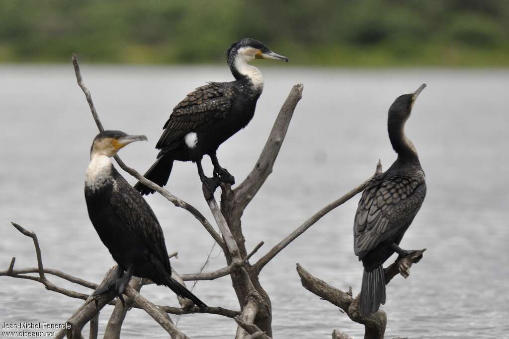 Cormoran à poitrine blancheadulte, pigmentation