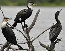 Cormoran à poitrine blanche