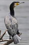 White-breasted Cormorant